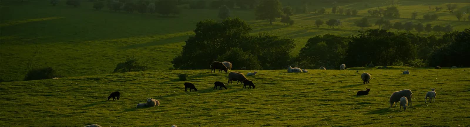 Farm and pasture where our nutrition supplements are used