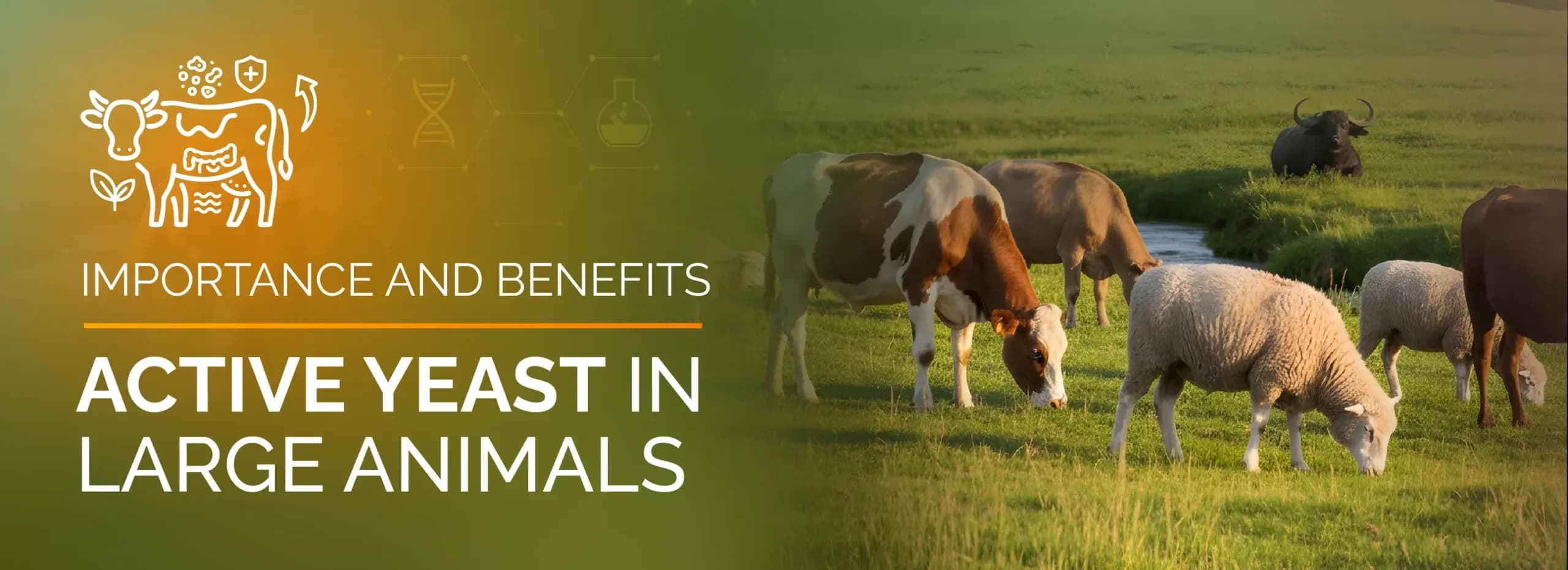 Importance and Benefits of Probiotics in Large Animals