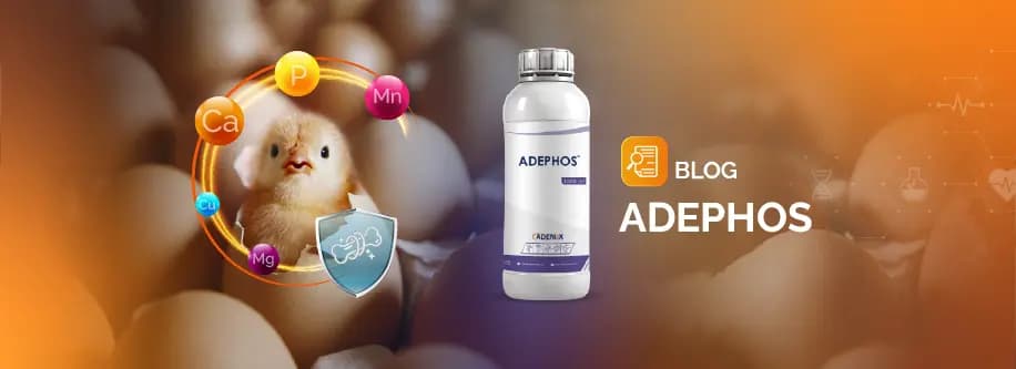 Product ADEPHOS: A Successful Balanced Mixture of Calcium, Phosphorus, and Essential Minerals for Poultry Production