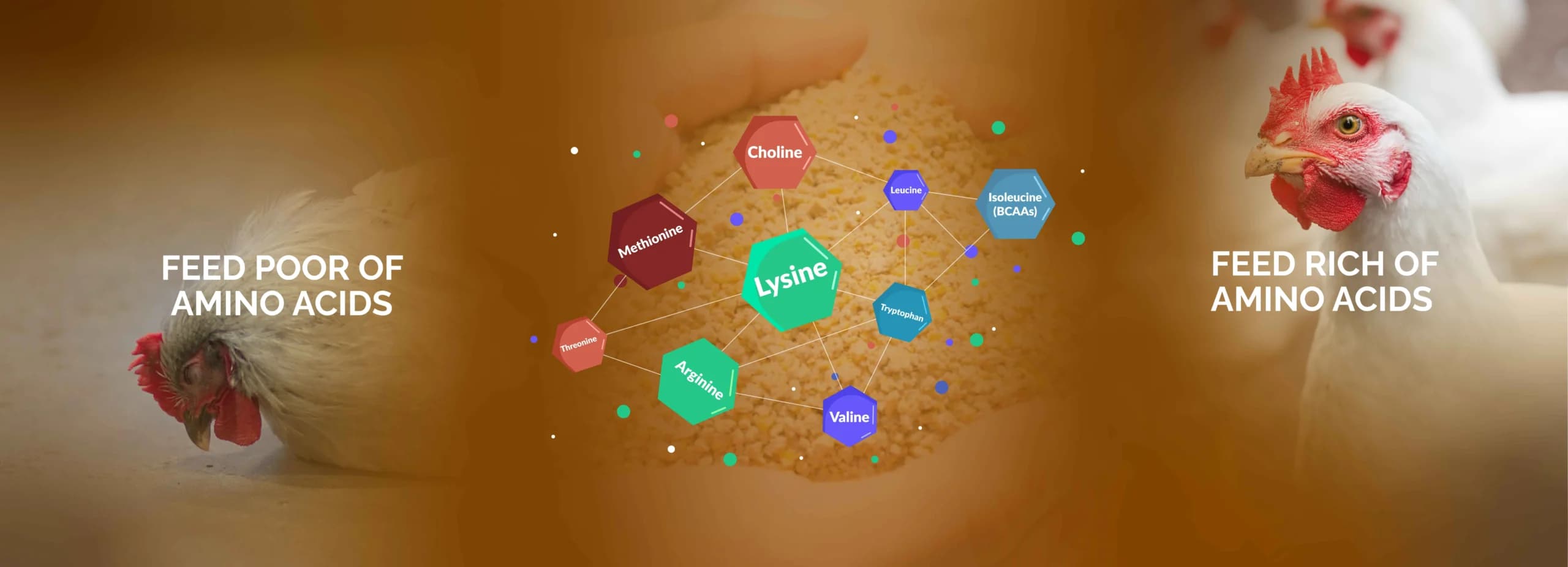 The Power of Amino Acids in Animal Nutrition: Optimizing Growth, Milk & Egg Production